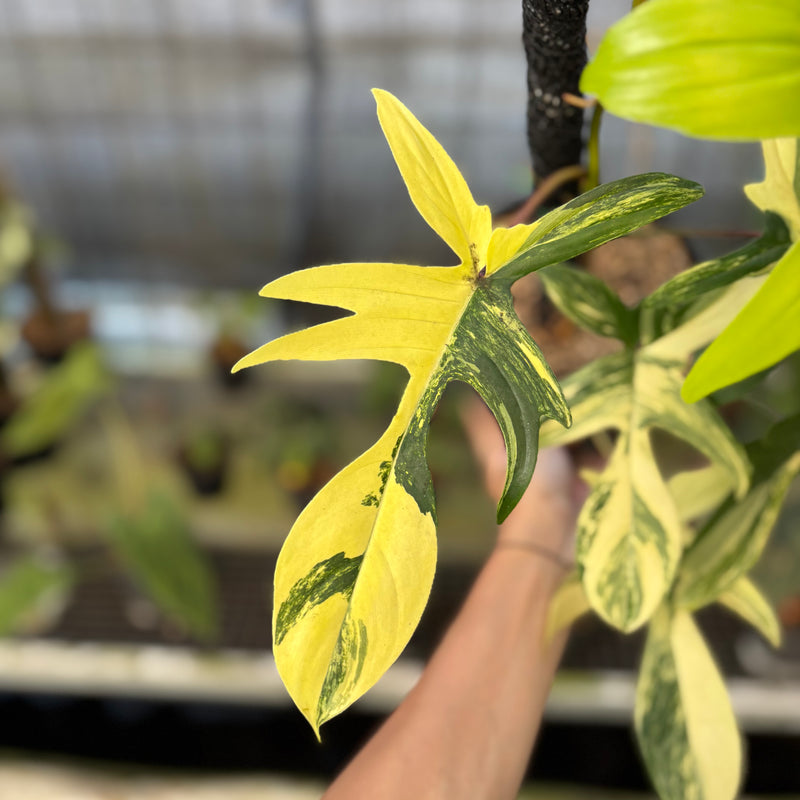 FS72-9 Philodendron Florida Beauty Mature Size