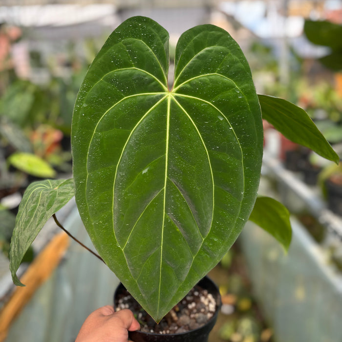 FS014-3 Anthurium Crystallinum x Dark Phoenix