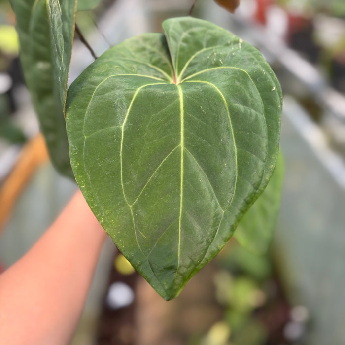 FS014-3 Anthurium Crystallinum x Dark Phoenix