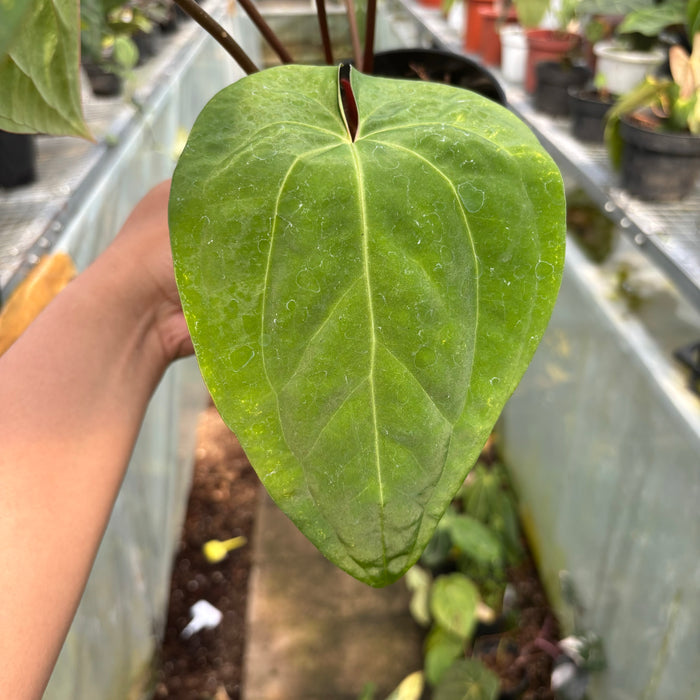 FS014-3 Anthurium Crystallinum x Dark Phoenix