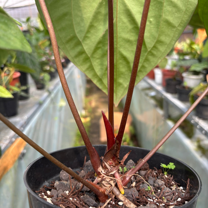 FS014-3 Anthurium Crystallinum x Dark Phoenix