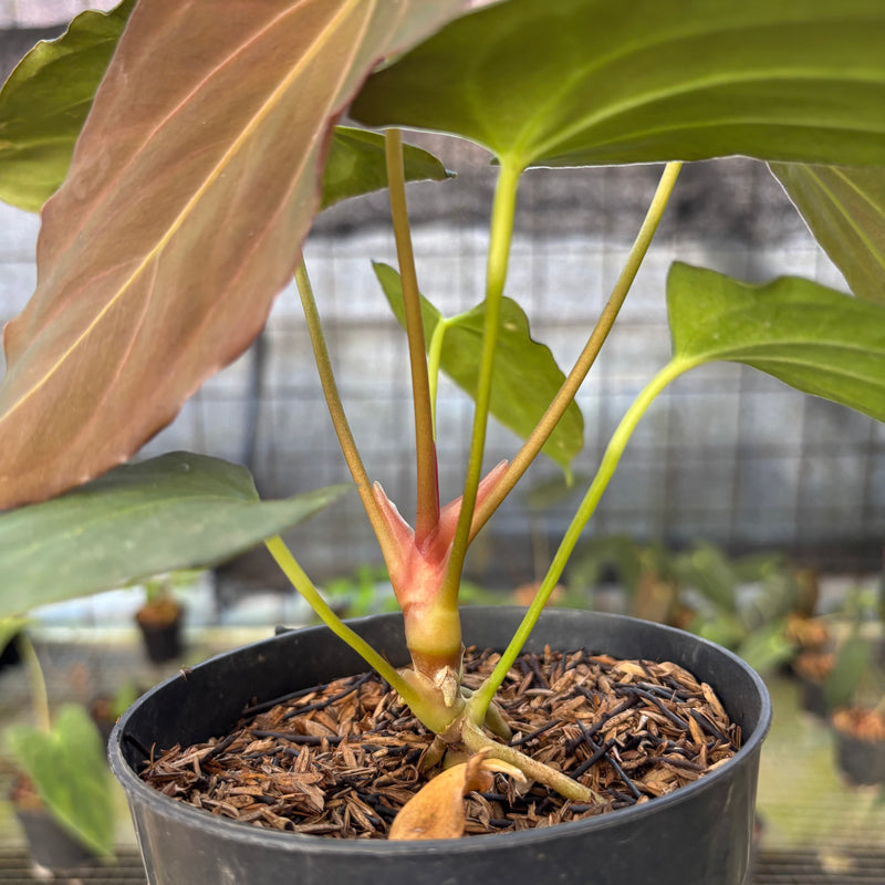 FS66-9 Anthurium Fortsherman x GOG