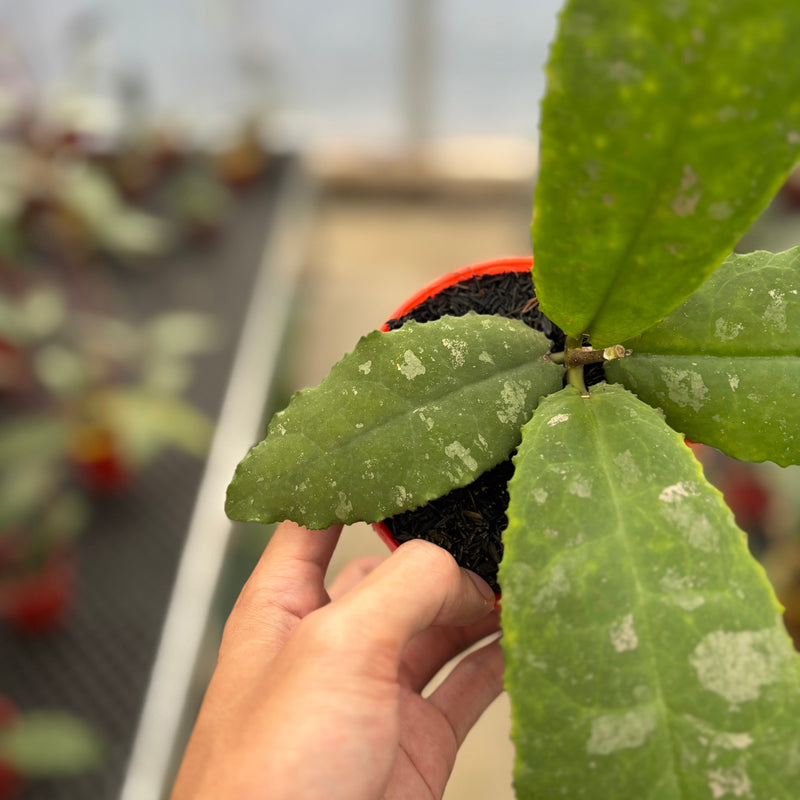 Hoya Undulata "Dikaya Priroda"