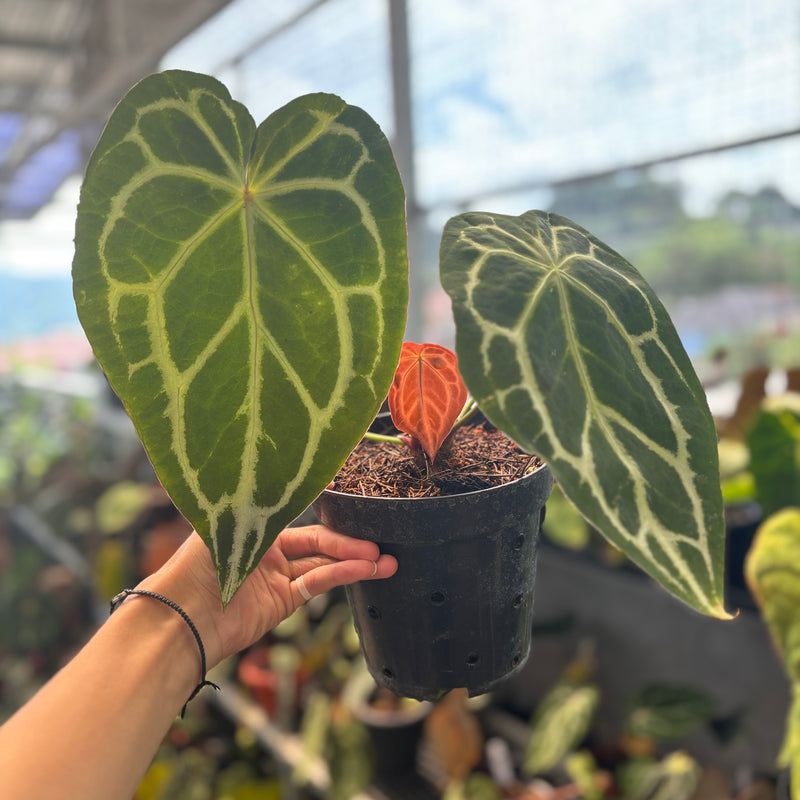 Anthurium Forgetii x Crystallinum Mutation