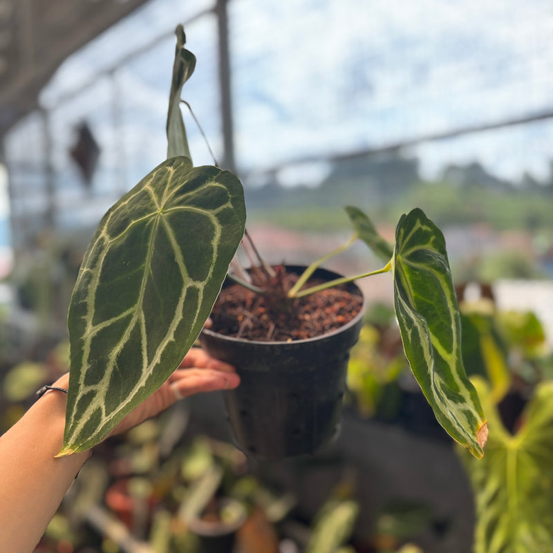 Anthurium Forgetii x Crystallinum Mutation