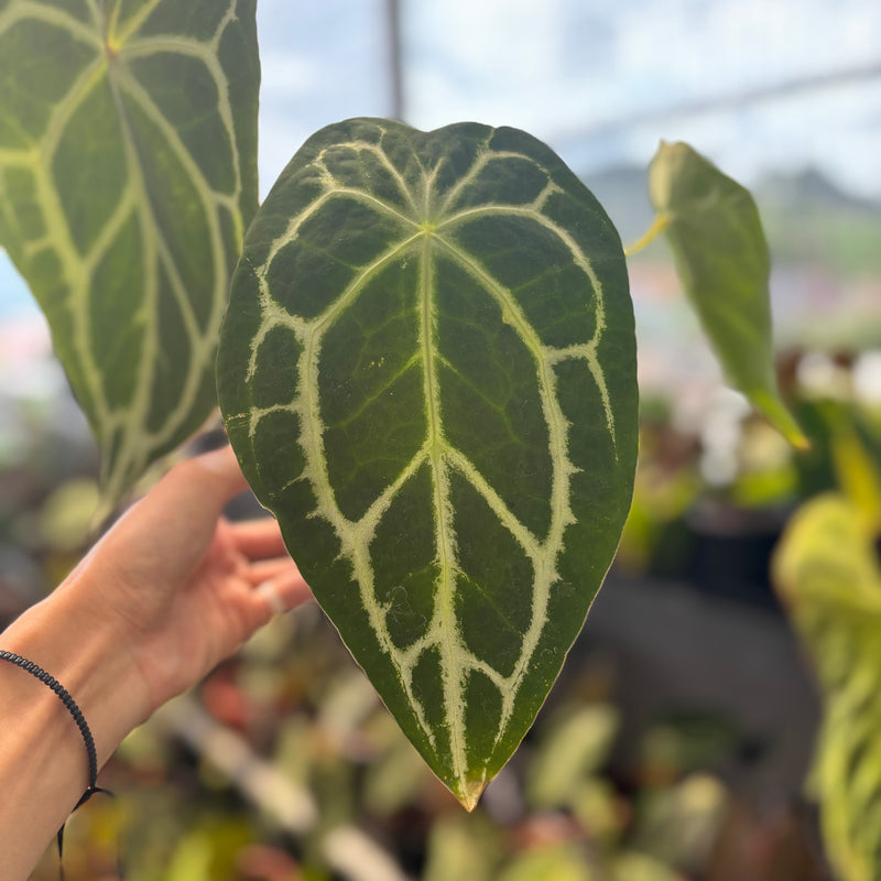 Anthurium Forgetii x Crystallinum Mutation