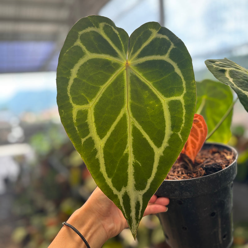 Anthurium Forgetii x Crystallinum Mutation