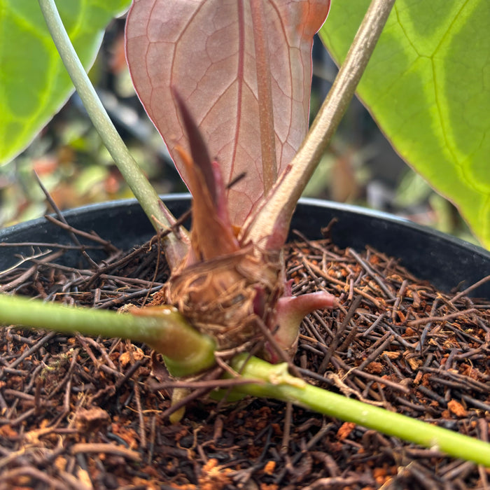 Anthurium Forgetii x Crystal Mutation