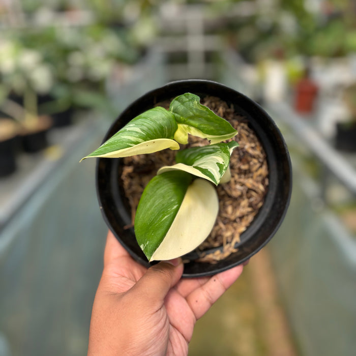 FS011-3 Scindapsus moonlight Variegated