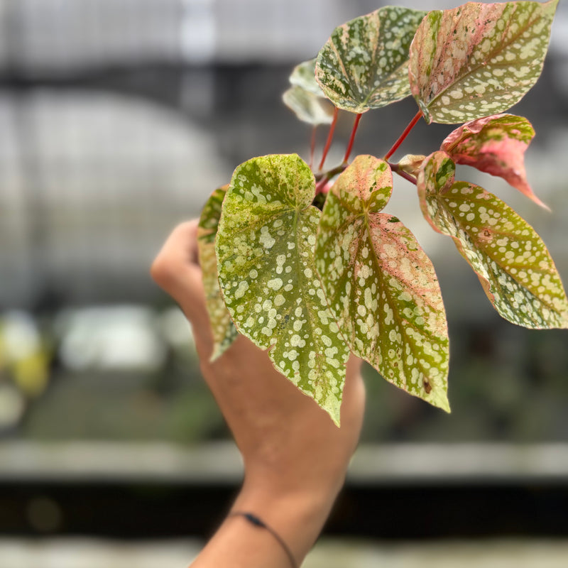 FS50-10	Begonia Snow Capped Variegated