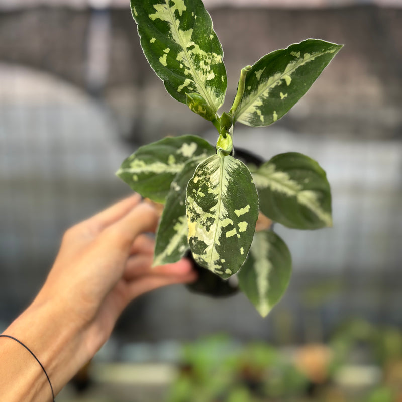 FS47-9 Aglaonema Pictum Beecolor Variegated