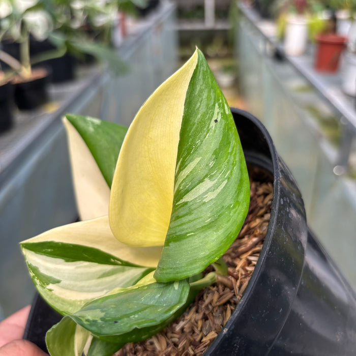 FS011-3 Scindapsus moonlight Variegated