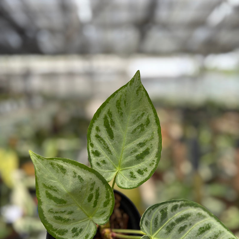 FS67-10	Anthurium Silver Chrome Full Silver