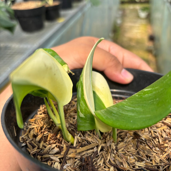 FS011-3 Scindapsus moonlight Variegated