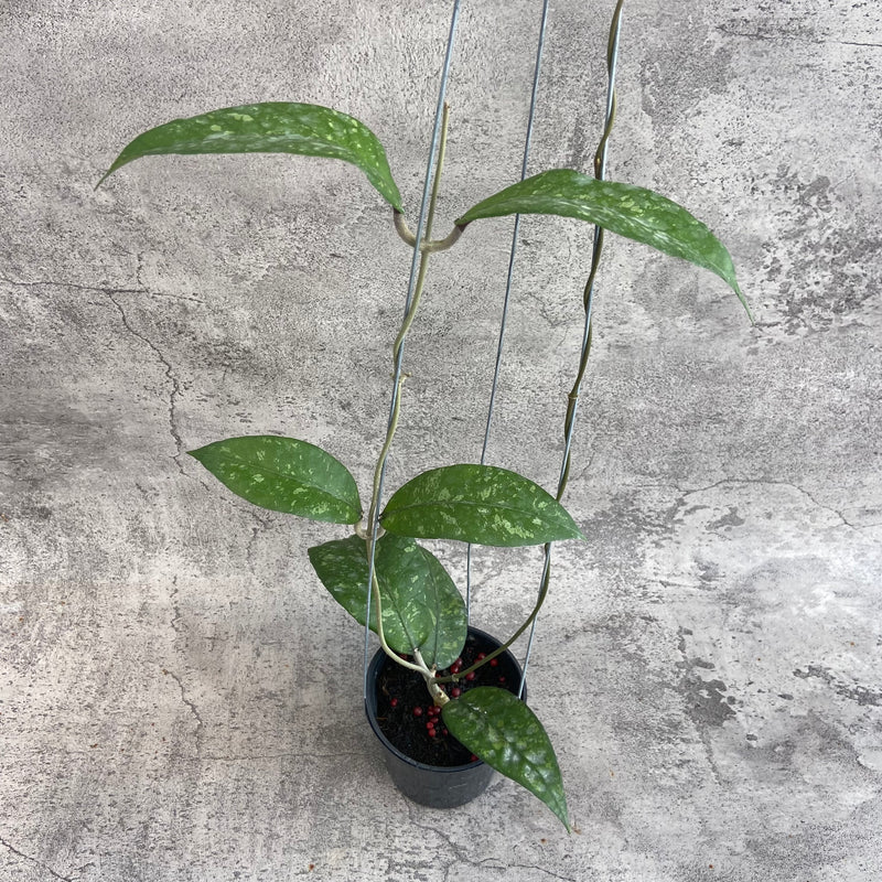 FS17-10 Hoya SP Aceh Kemiri