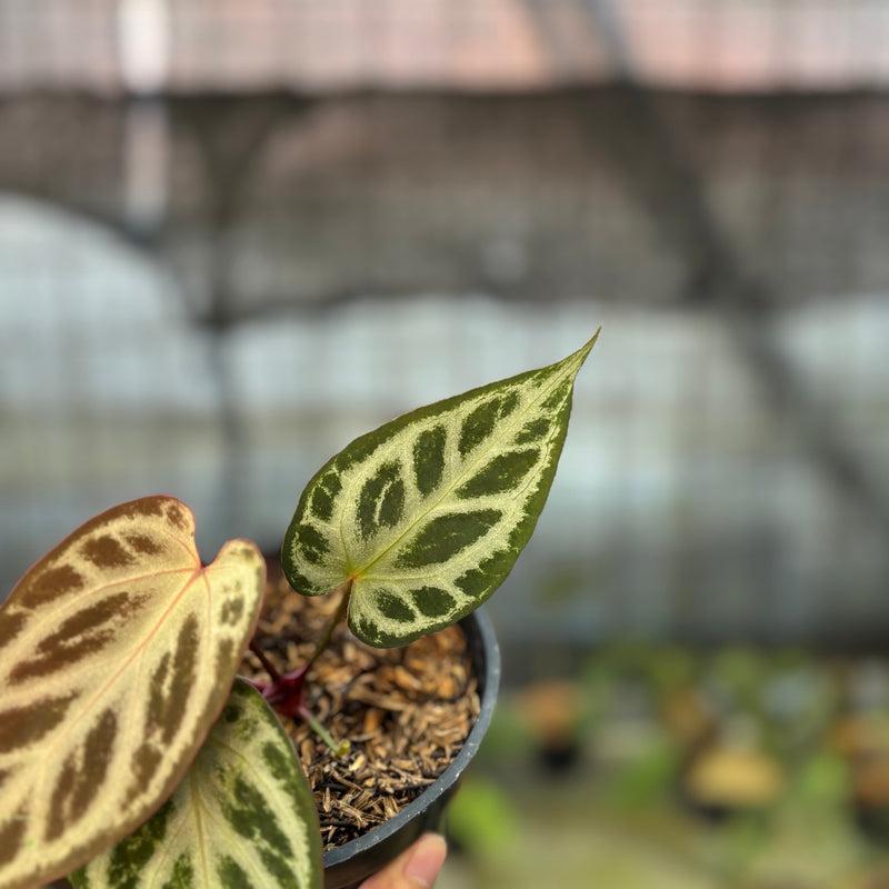 FS75-9 Anthurium Michelle x Red Crystallinum