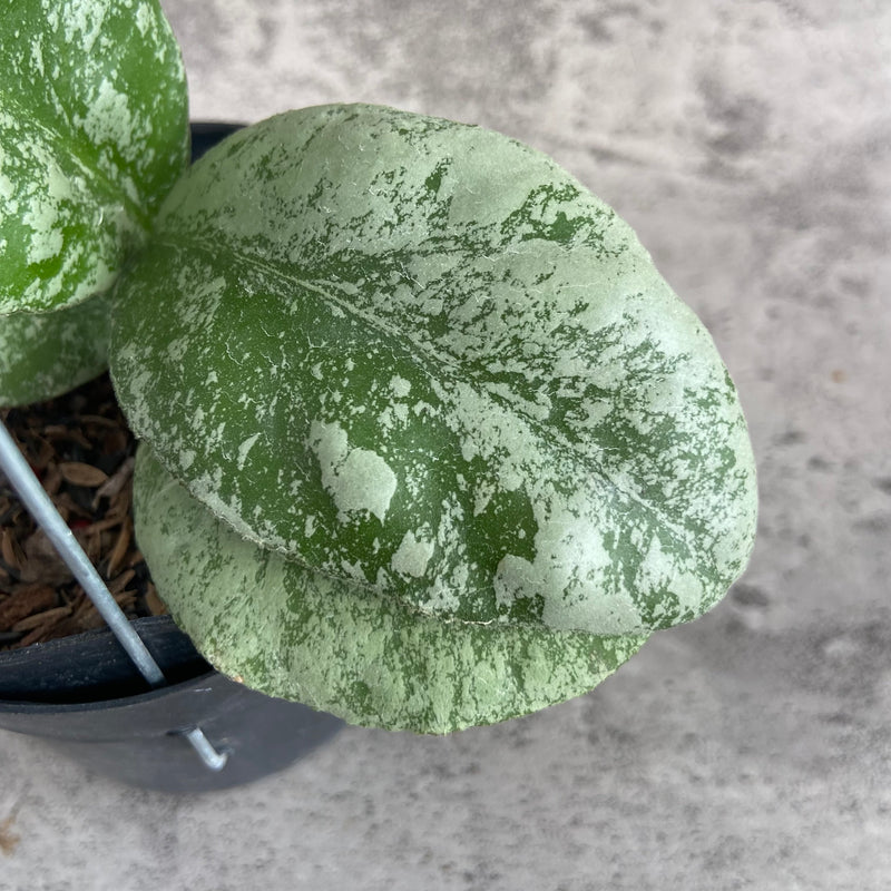 FS30-10 Hoya Waymaniae Cloudy Sky