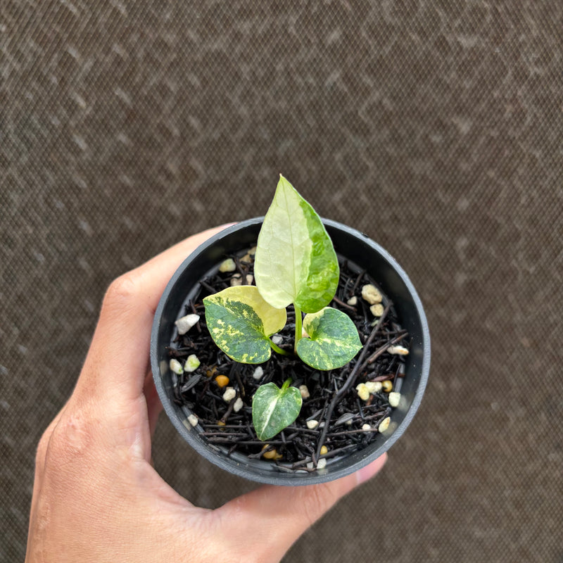 FS75-10 Anthurium AOS Tezula Variegated