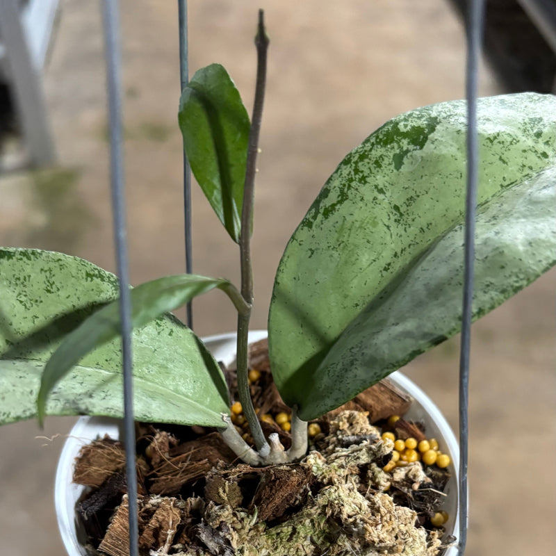 Hoya AFF Emperor