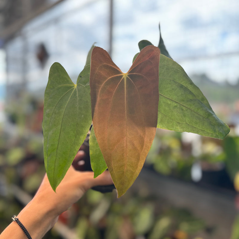 Anthurium Fort Sherman From Seeds