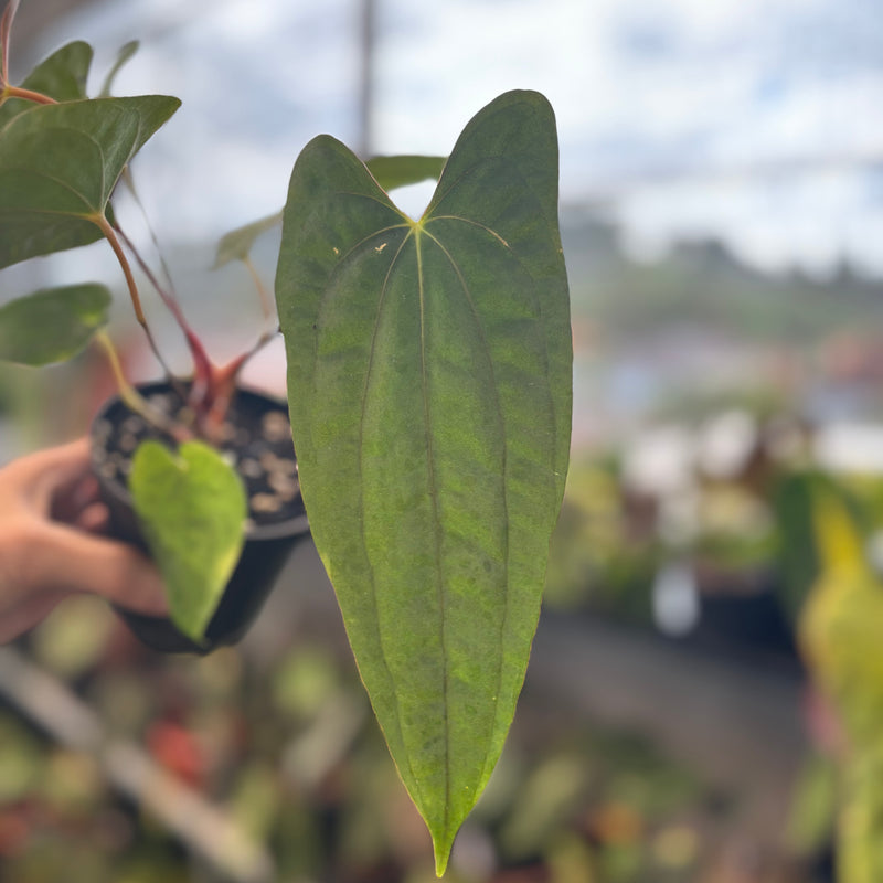 Anthurium Fort Sherman From Seeds