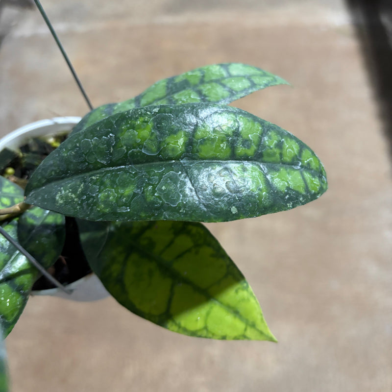 Hoya Callistophylla Black Cat
