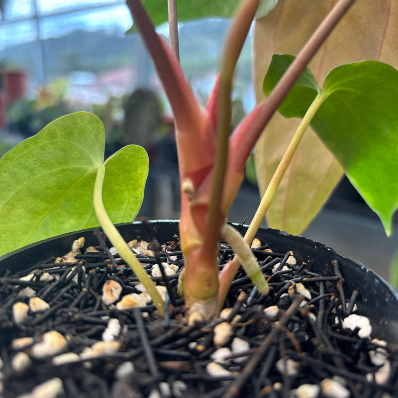 Anthurium Fort Sherman From Seeds