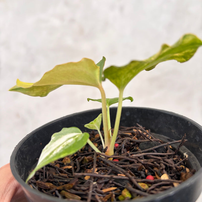 Anthurium Golden Sunrise x AOS Tezula x papilillaminum ORYN