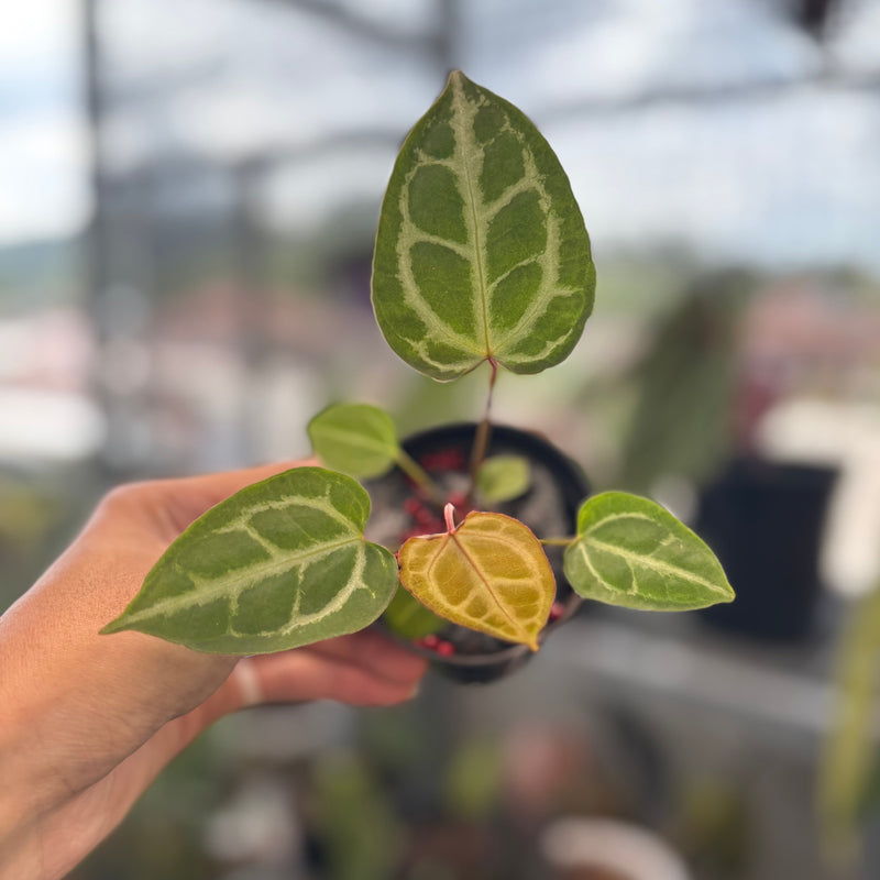 Anthurium Muchlis x Crystallinum