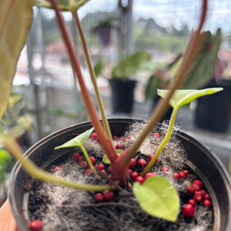 Anthurium Muchlis x Crystallinum
