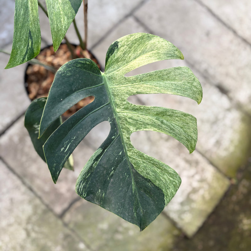 FS74-9 Monstera Jungle Mint