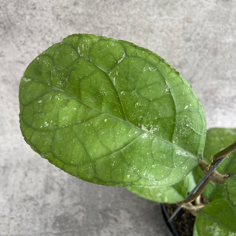 FS19-10 Hoya SP Bengkulu Roundleaf