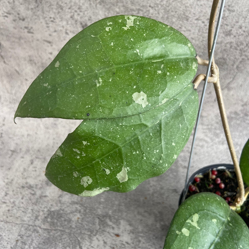 FS2-10 Hoya Bird of Paradise