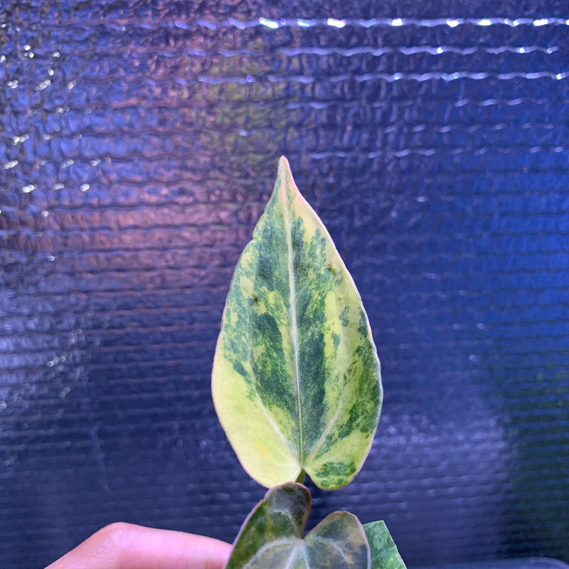 FS69-8 Anthurium Silver Butterfly x Michelle Variegated