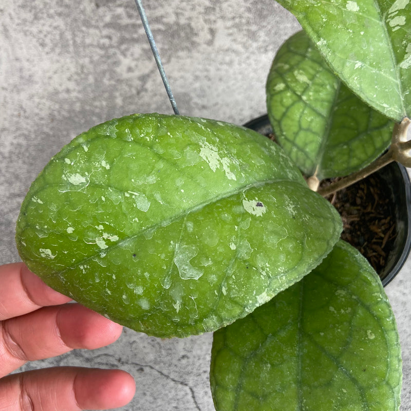 FS19-10 Hoya SP Bengkulu Roundleaf