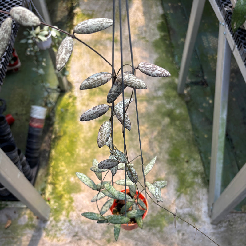 Hoya Sigillatis Silver Pink