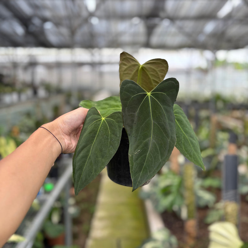 FS52-10	Anthurium Fortsherman x GOG