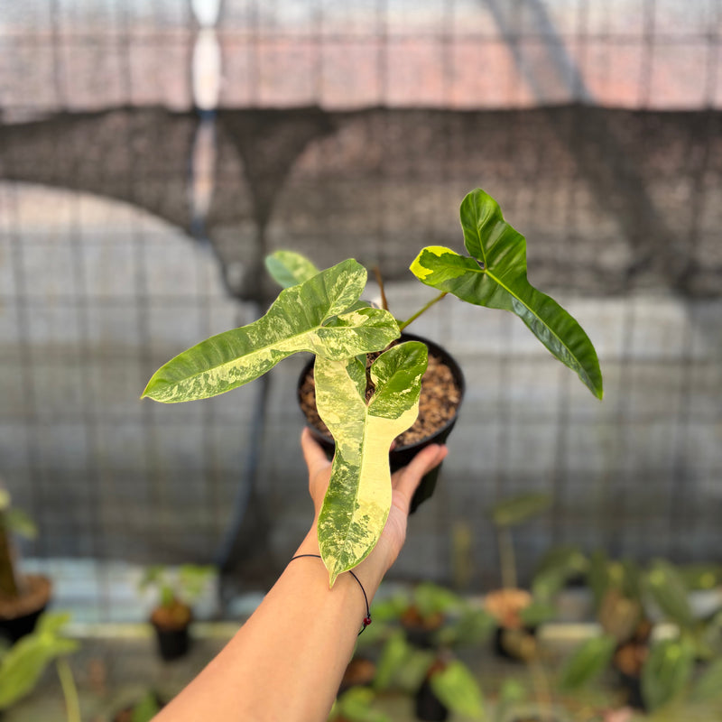 FS57-9 Philodendron Domesticum x Atabaphoense Variegated