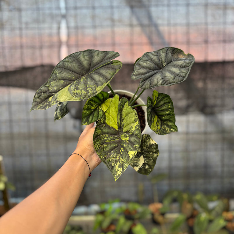 FS65-9 Alocasia Dragon Scale Variegated Mature Size