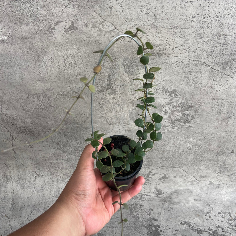 FS3-10 Hoya Boyceii