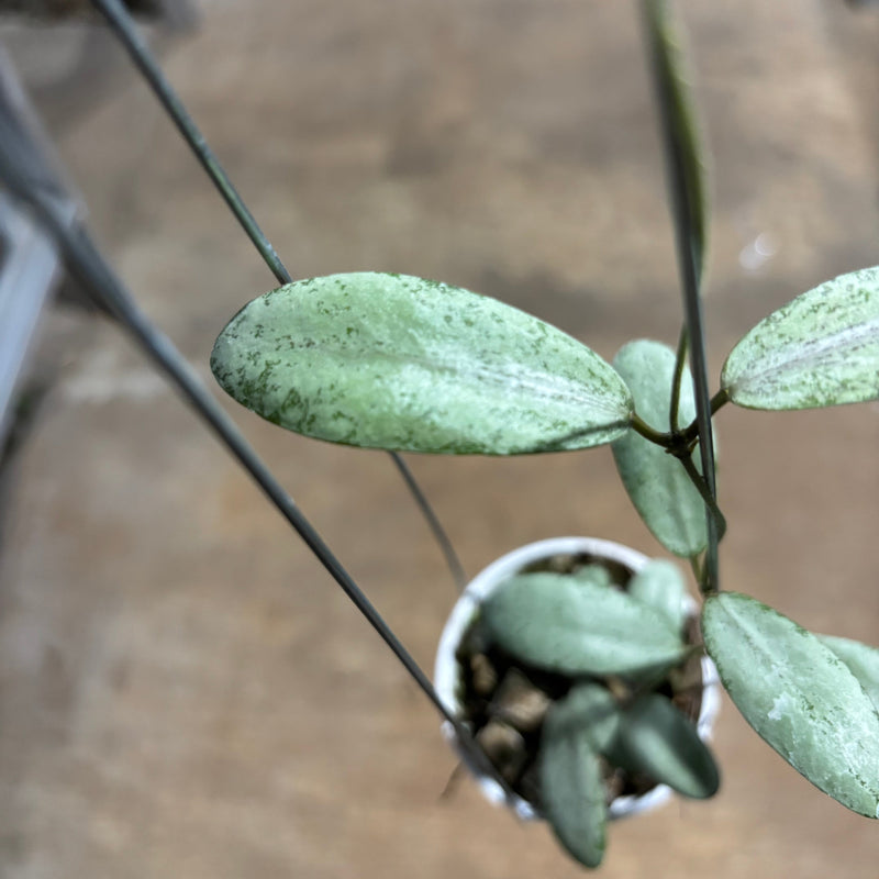 Hoya Sigillatis Moon