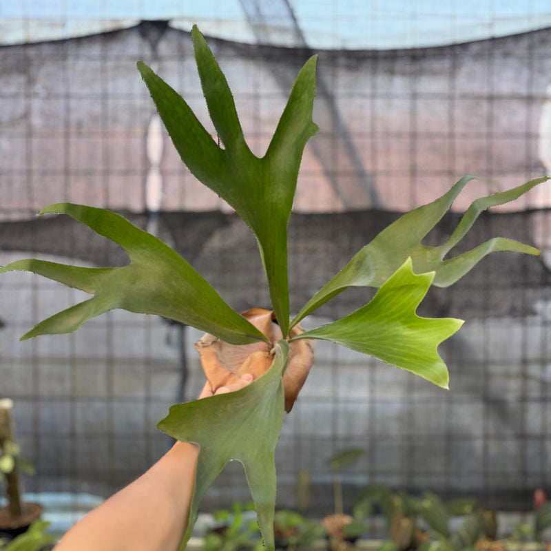 FS68-9 Platycerium Walichii