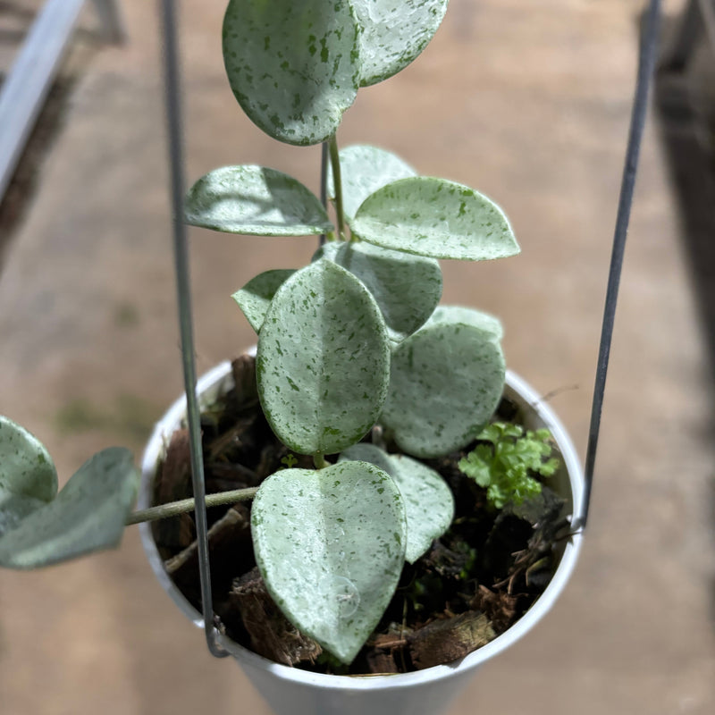 Hoya Mathilde Silver