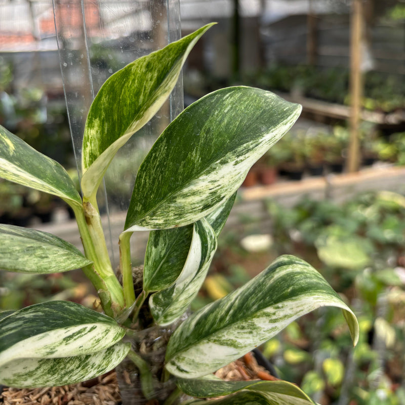 Rhaphidophora Elliptifolia Variegated