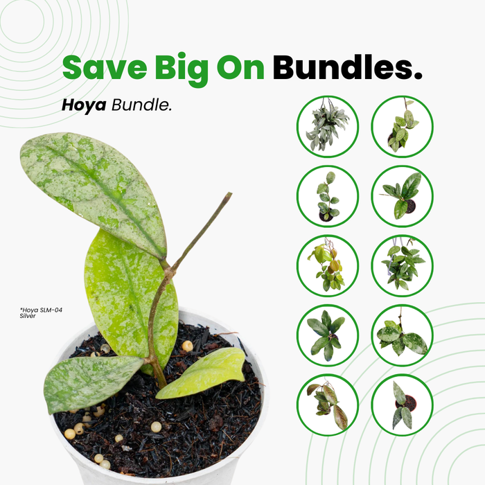 Hoya Special Bundle