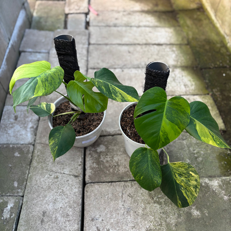 FS73-9 Monstera Yellow Variegated "Marmorata" (2 pcs)