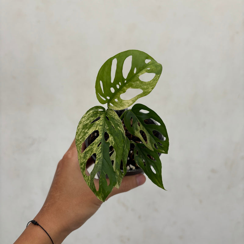 Monstera Blanchetii Variegated