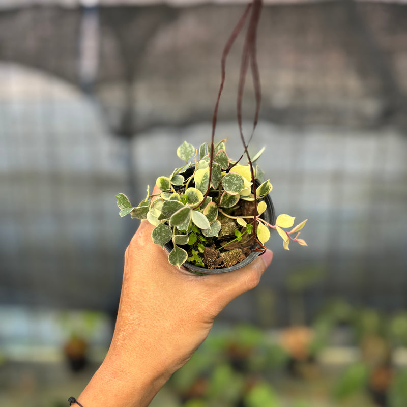 FS51-9 Hoya Curtisii Albomarginata "Tiara"