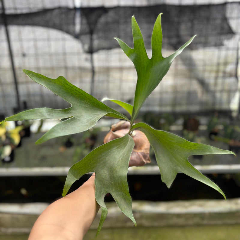 FS51-10	Platycerium Walichii