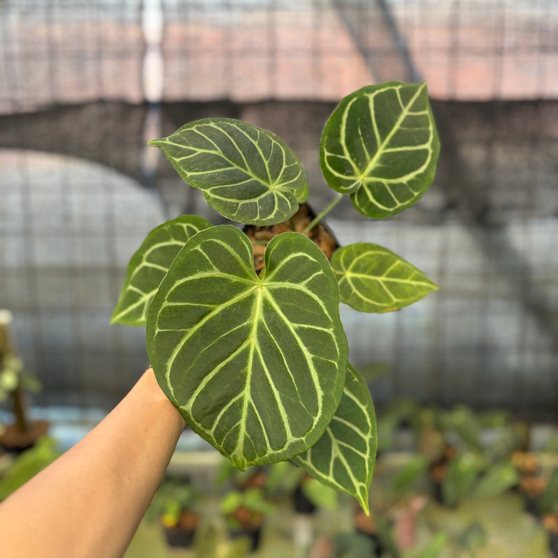 FS61-9 Anthurium Papilillaminum x Magnificum